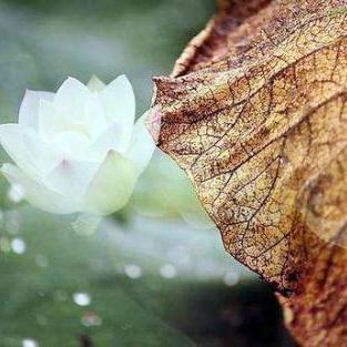 (追想轮回)追寻轮回无限重启游戏：探索循环之谜，挑战终极命运"。